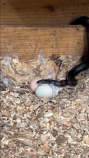 Snake 🐍 eating chicken 🐓egg #homesteading #animal