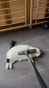 My cats are shocked watching this... 😂 | Furry Tails