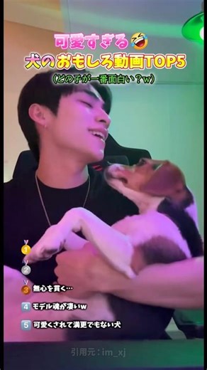 犬のおもしろ動画TOP5 #犬 #面白い #癒し #かわいい