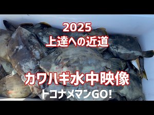これを見れば あなたもカワハギ名人！ 必見！カワハギ釣り上達への近道！【水中映像】 ダブルヒットも！ 爆釣餌の作り方、強烈な集魚力 豊浜グリーンオモリの塗装も公開！