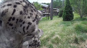 11K views · 601 reactions | Caturday close-up. https://buff.ly/2FQQHzk | Cleveland Metroparks Zoo | Facebook
