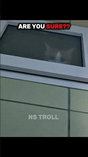 Cat spy 🤣🗿#catvideo #aveeplayer