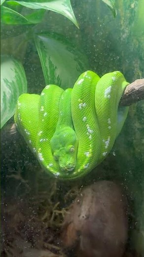 Green tree python up close #reptilesofyoutube #reptileslovers #reptileshorts #Pythons #snakespecies