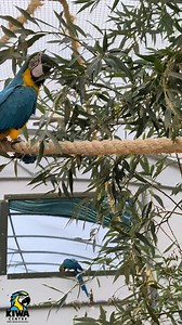 Parrot beaks are incredible tools! In the wild, parrots rely on their beaks for everything from foraging to nest-building. As parrot caregivers, it’s our responsibility to help them tap into these natural instincts by offering safe, stimulating enrichment. 🦜 Are you looking for fun ways to keep your parrot’s beak busy at home? Then, check out our article, The Parrot That Chews, for simple, affordable ideas that will keep your feathered friend’s beak happy and healthy. Read it here: https://www.