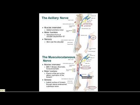 Nerves of Upper Limb (2), Axillary and Musculocutaneous Nerves - Dr. Ahmed Farid