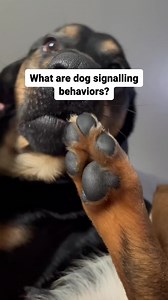 It's our responsibility as loving dog parents constantly look out for signalling behaviors that conceal serious health issues in our pup. Learn below a few of the most common signalling behaviors and why they might be due to an unexpected underlying problem - an unwell gut 👇 | PetLab Co.