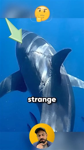 Orca is stronger than the great white shark? #shorts