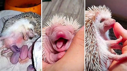 Rare footage captures intimate birth of hedgehog inside nest