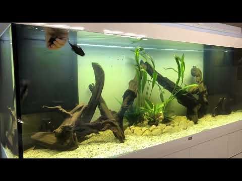 Die Einrichtung eines Amazonas Aquarium und Besatz mit Diskusfischen und Welsen