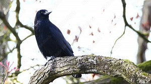 Close-up shot of a black crow standing on a tree branch and rotating its head
