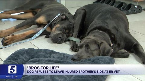 You need to see what this dog did during its brother's emergency vet visit | Haystack News