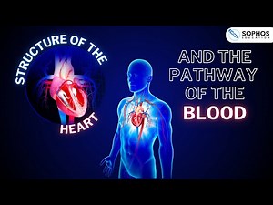 Structure of the Heart and the Pathway of Blood