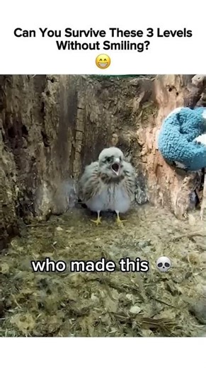 3 Levels! Try Not to Smile! 😁 #funny #meme