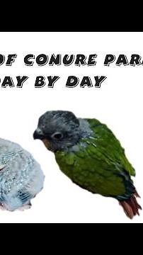 how yellow sided conure parrot grow day by day | growth of yellow sided conure | growth of conure |