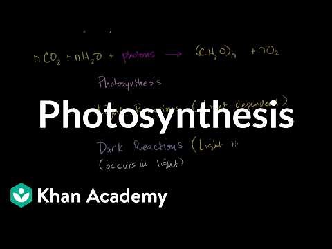 Photosynthesis