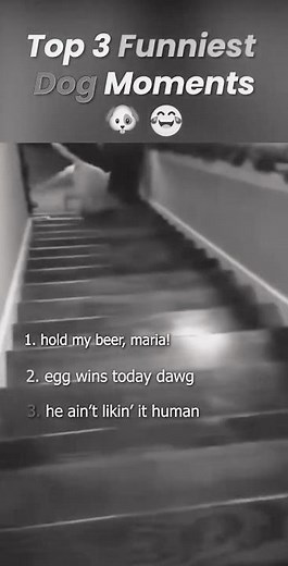 It is a flying dog! (Top 3 Funniest Dog Moments)