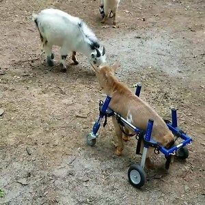 37K views · 3.9K reactions | GoatsofAnarchy on Reels | Facebook