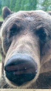 2K views · 226 reactions | First, there are bear hugs. Now, we have...