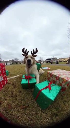 #nature #animal#Nature#hunting