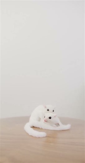 Baby Sugar Gliders Snuggling – Melt Your Heart! ❤️