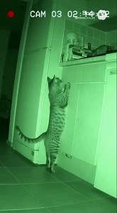 CCTV Cat Ghost Encounter at Midnight! 👻😹🍽️ | Funniest 4K Night Heist #Shorts