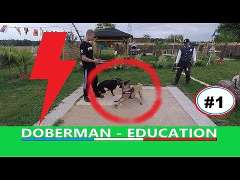Fearful - Aggressive Dobermann - Part 1
