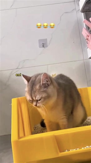 Funny Cat Reactions to Litter Boxes