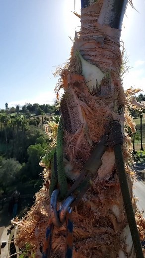 Palm Tree Climbing Adventure with Gear Insights