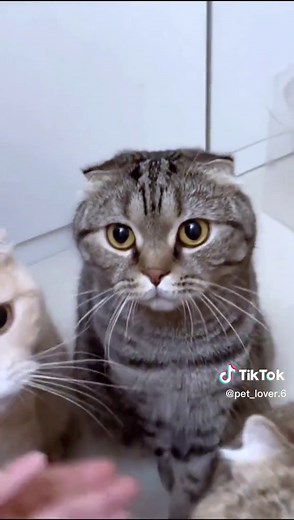 Cat Handshake Compilation | Funny Feline Moments