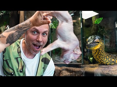 HUGE ANACONDA EATS LARGEST PIG EVER!! | BRIAN BARCZYK