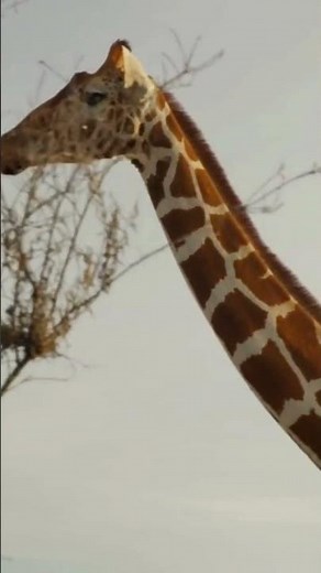 Lonely Giraffe Walking Through the African Savanna | Wildlife Moment in Nature’s Silence