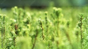 Cultivation of pine trees from seedlings grown from seeds. Growing pine