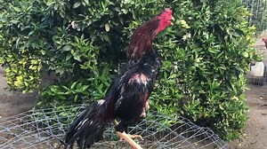 3K views · 138 reactions | My qaib ej | Bird show Tsib Tsib cuaj | Facebook