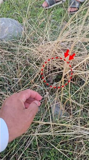 Inside the Nest: Cutest Partridge Family 🐦❤️ | #partridges #nesting