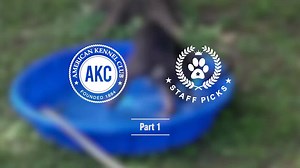 83K views · 4K reactions | This short compilation of cute, funny, adorable dog videos will have you smiling ear to ear, guaranteed. | American Kennel Club | Facebook