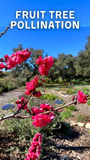 36K views · 301 reactions |  Don’t forget about cross pollination...