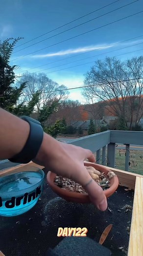 day 122 feeding crows or else | Milk House