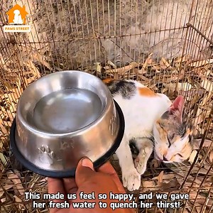 154K views · 7.8K reactions | Rescue Aggressive Mother cat protects her Kittens and doesn't let anyone approach them | Paws of hope | Facebook