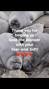 1.6K views · 99 reactions | November 17, 2025. Help Us Seal the Wonder at the Friends of the Elephant Seal Visitor Center. Your year-end gift keeps that spark alive for generations to come. Many thanks for your support! Link in comments and in LinkTree in profile. #FriendsOfTheElephantSeal #GivingTuesday #SealtheWonder | Friends of the Elephant Seal | Facebook
