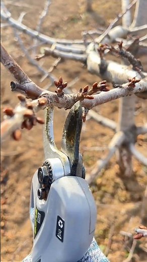Cherry Tree Pruning Techniques #farming #agriculture