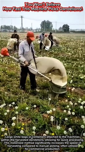 You Won’t Believe How Fast This Machine Picks Dandelions!