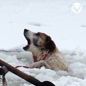 28K views · 116 reactions | Rescuing a trapped dog in an icy river | Science, Tech and Universe | Facebook