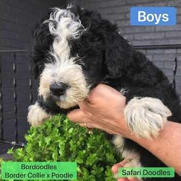 Bordoodle Puppies