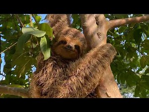 Sloth Facts You’ll Love