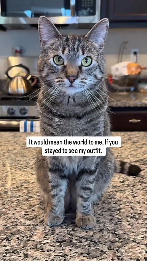 872K reactions · 10K comments | Himalaya, baby girl them lil stomps  #seventheorangecat #pupcup #himalayathetabby #catlovers #catfashion | Seven The Orange Kitty & Fam | Facebook