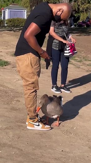 Father Goose #tonybakervo | tonybakercomedyreal