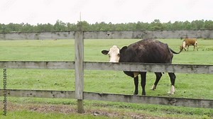 Milk cow urinating or peeing in a fenced cattle pasture