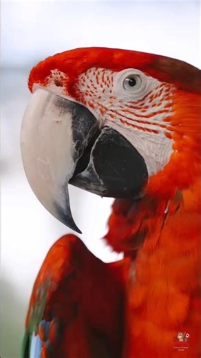 Flying Colors: The Beauty of Macaws #short