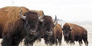 Ag producer secures USDA grant for processing bison in Potter County