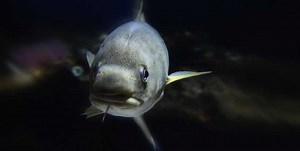 NWWAC HIGHLIGHTS CLIMATE CHANGE ISSUES ON SCIENCE ASSESSMENT OF COD